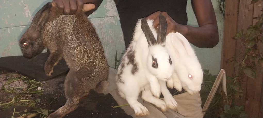 Lapin pour la reprodution