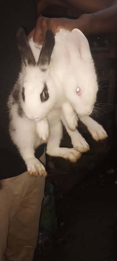 Lapin pour la reprodution