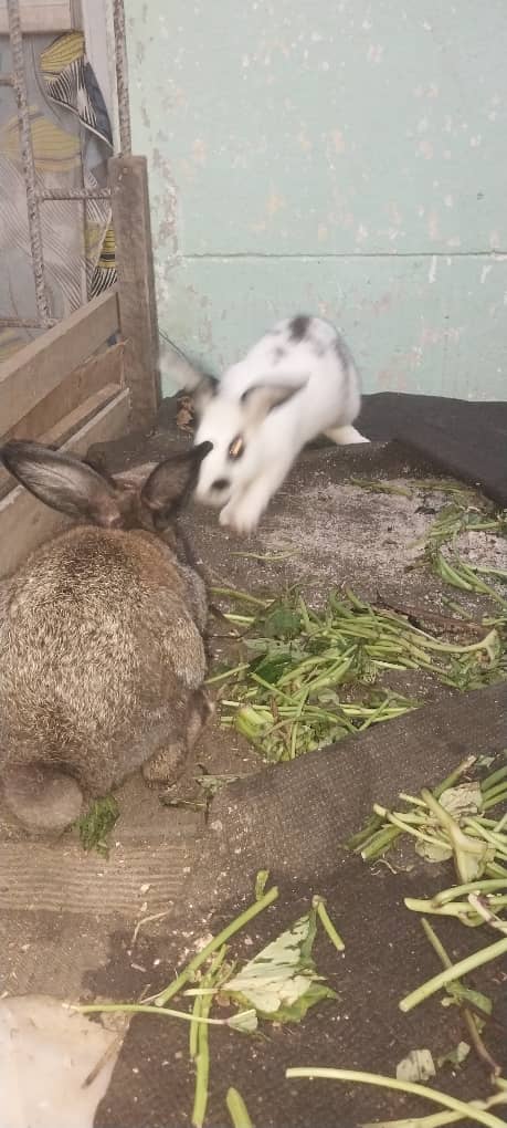 Lapin pour la reprodution
